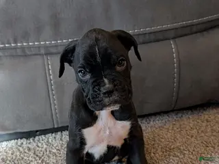 Boxer dogs Jinny - Ad 19