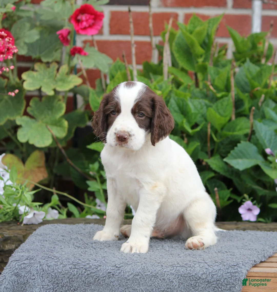 English Springer Spaniel dogs for sale: Trigger - Ad 2