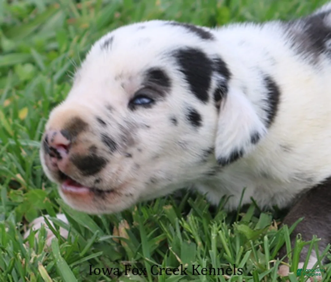 Great Dane dogs for sale: Major - Ad 1