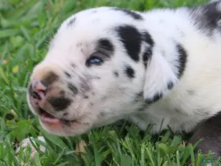 Great Dane dogs Major - Ad 3