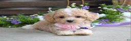 Maltipoo dogs for sale: Hope - Ad 6