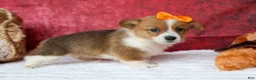 Welsh Corgi Pembroke dogs for sale: Audrey🦴  - Ad 4