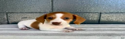 Miniature Dachshund dogs for sale: Dixie - Ad 6