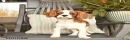 Cavalier King Charles Spaniel dogs for sale: Snickers - Ad 4