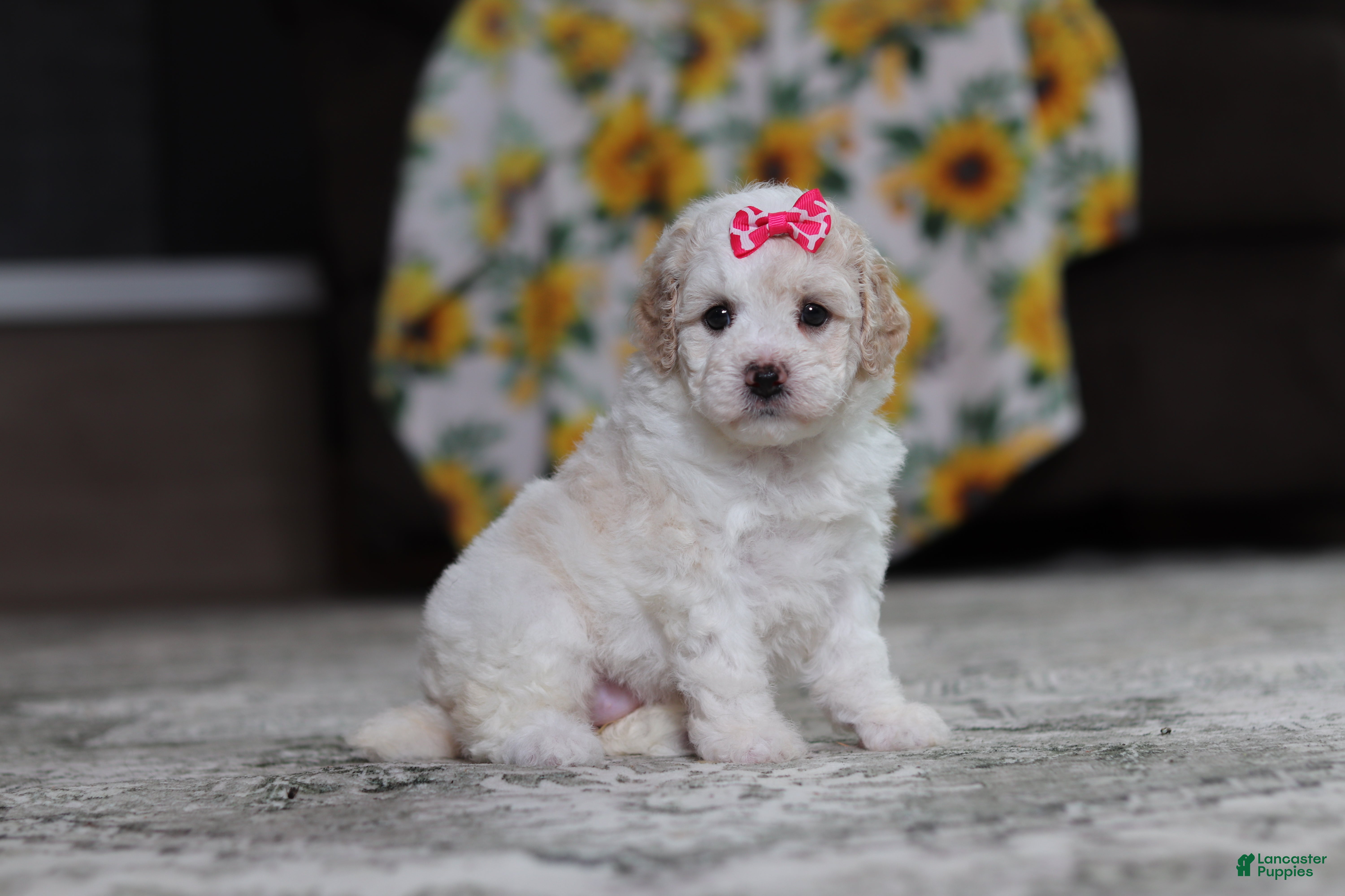 Miniature Poodle dogs Maisie - Ad 1