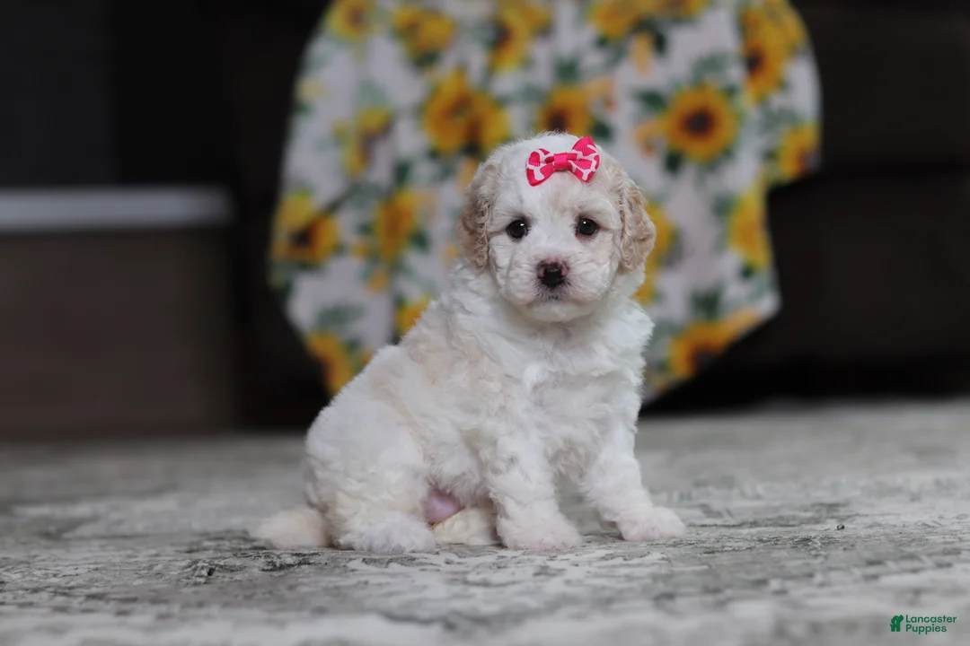 Miniature Poodle dogs for sale: Maisie - Ad 1