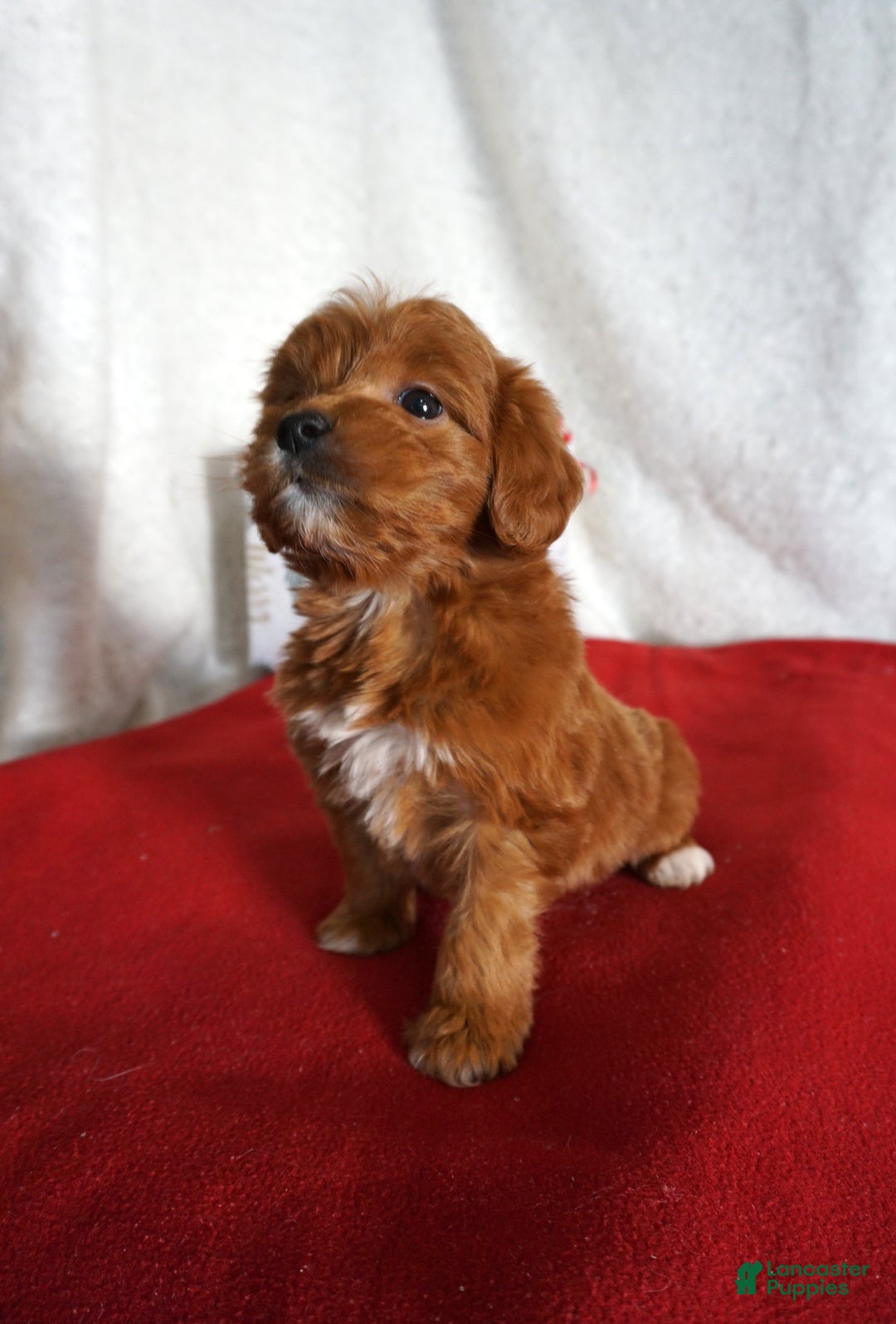 Goldendoodle dogs for sale: Sugar - Ad 3