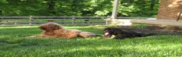 Portuguese Water Dog dogs for sale: Madelyn - Ad 14