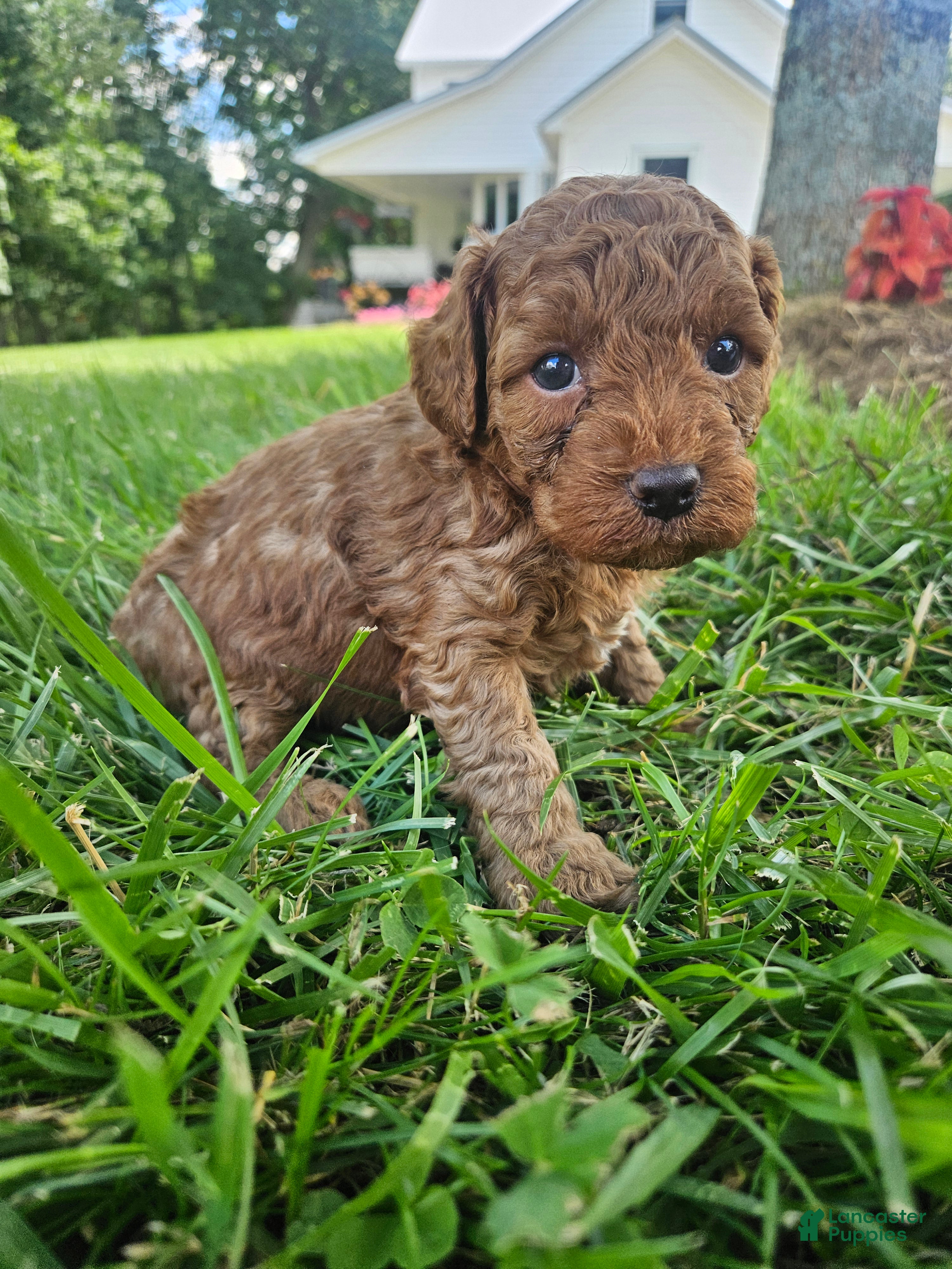 Cavapoo dogs Stormy - Ad 39