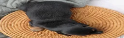 Miniature Dachshund dogs for sale: Donald Miniature Dachshund Puppy  - Ad 3