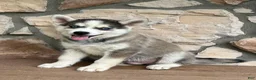 Pomsky dogs for sale: Maverick - Ad 4