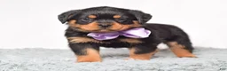 Rottweiler dogs for sale: Roxy - Ad 5