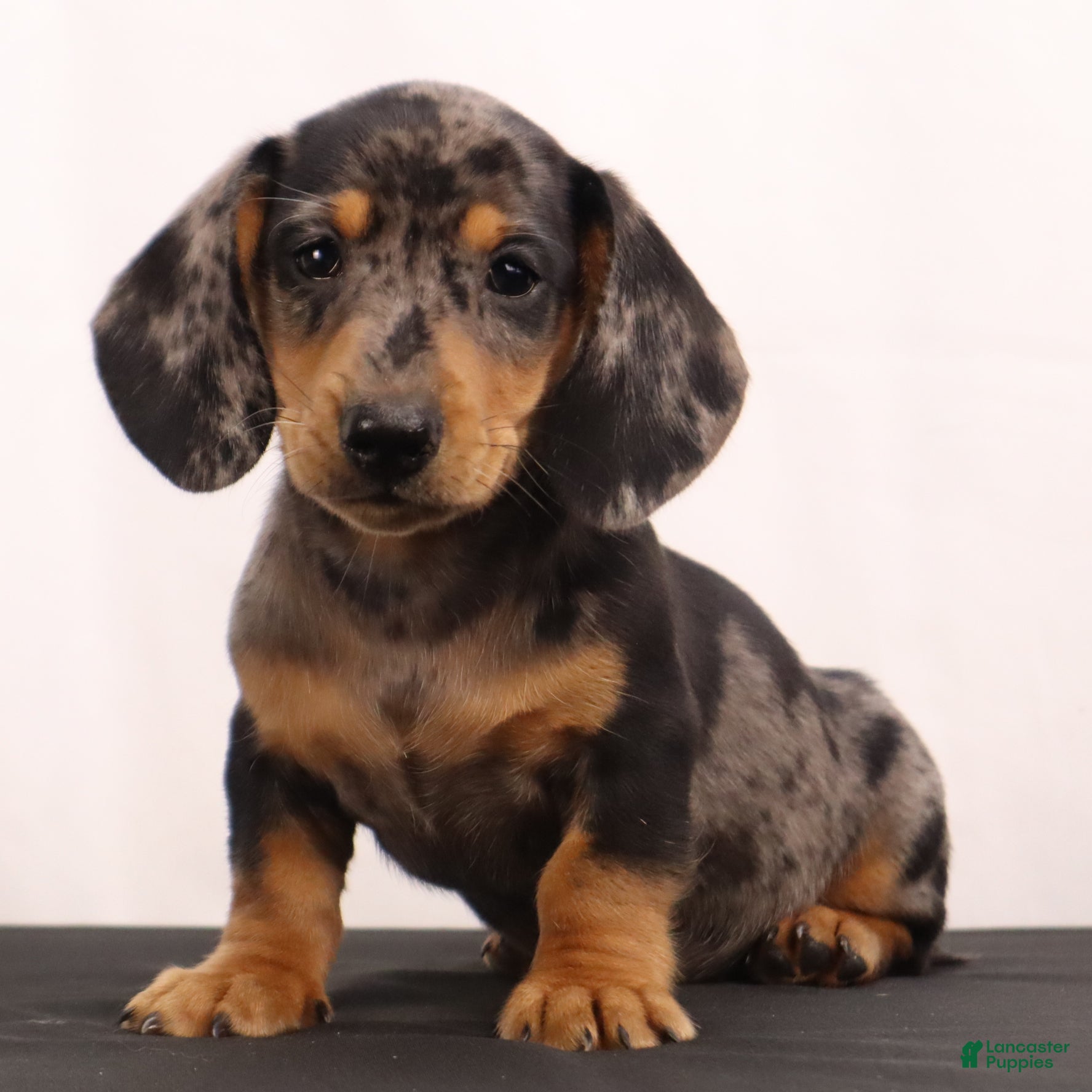 Dachshund dogs Rocky - Ad 1