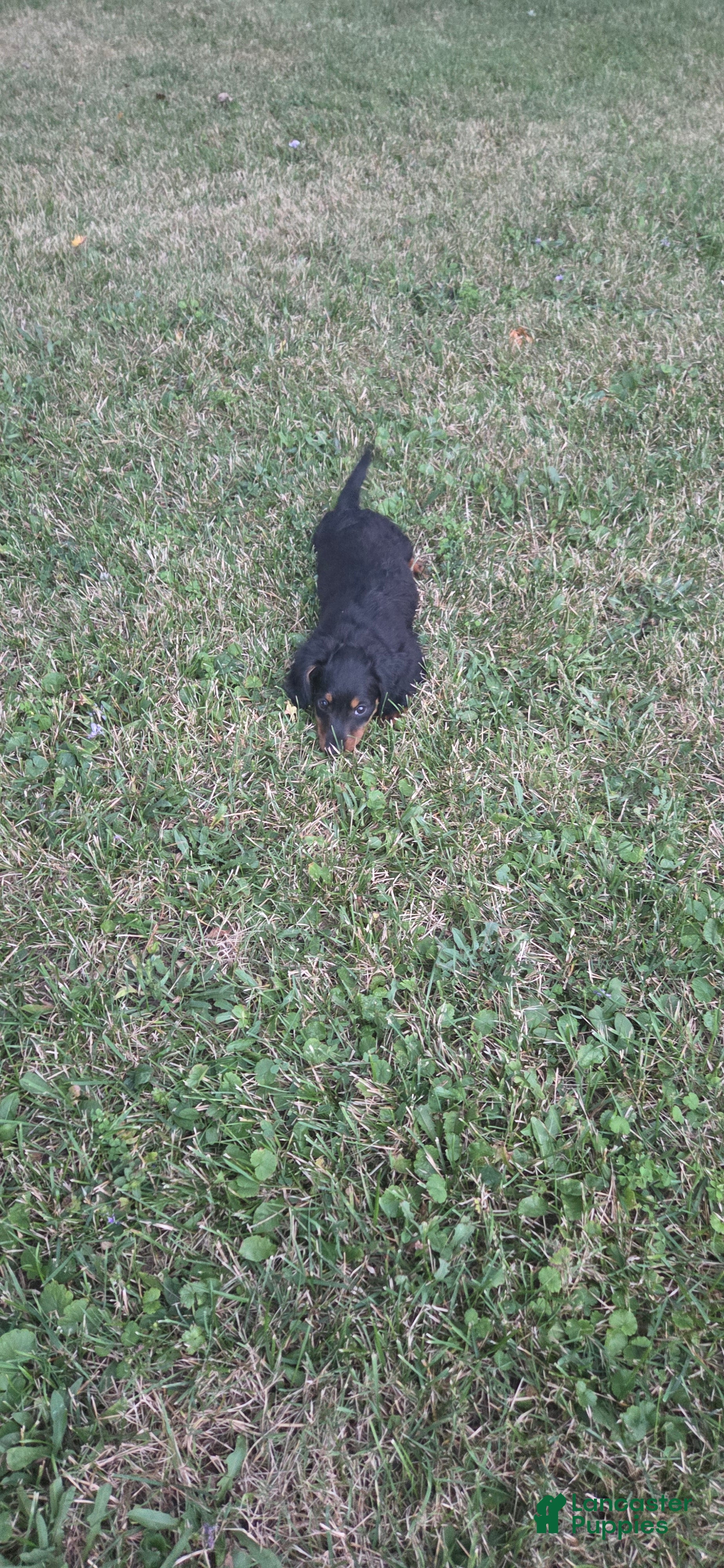 Miniature Dachshund dogs Thunder - Ad 2