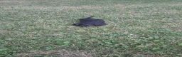 Miniature Dachshund dogs for sale: Thunder - Ad 2