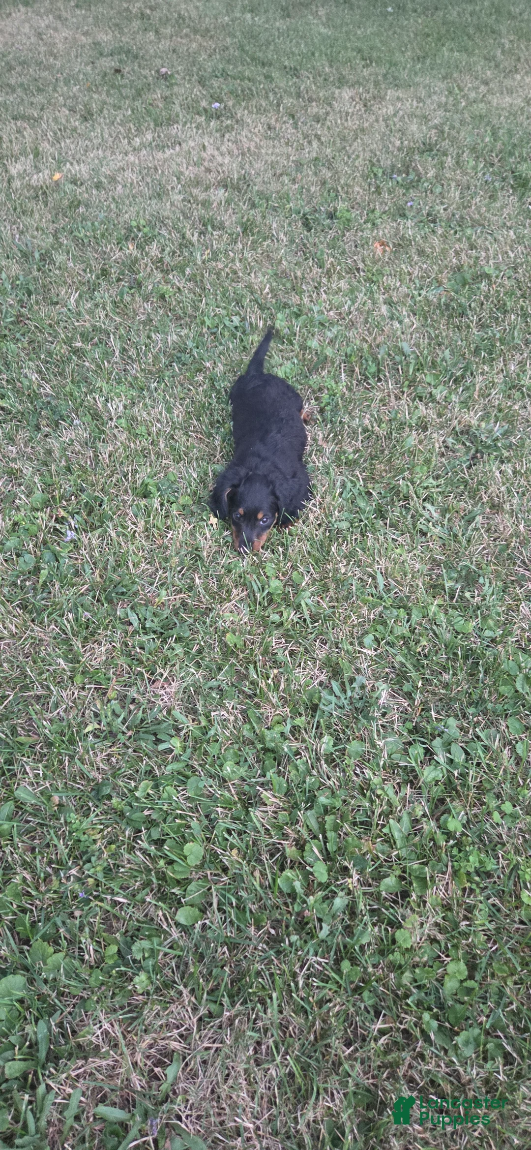 Miniature Dachshund dogs for sale: Thunder - Ad 2