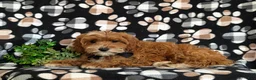 Cavapoo dogs for sale: Christoffer - Ad 5