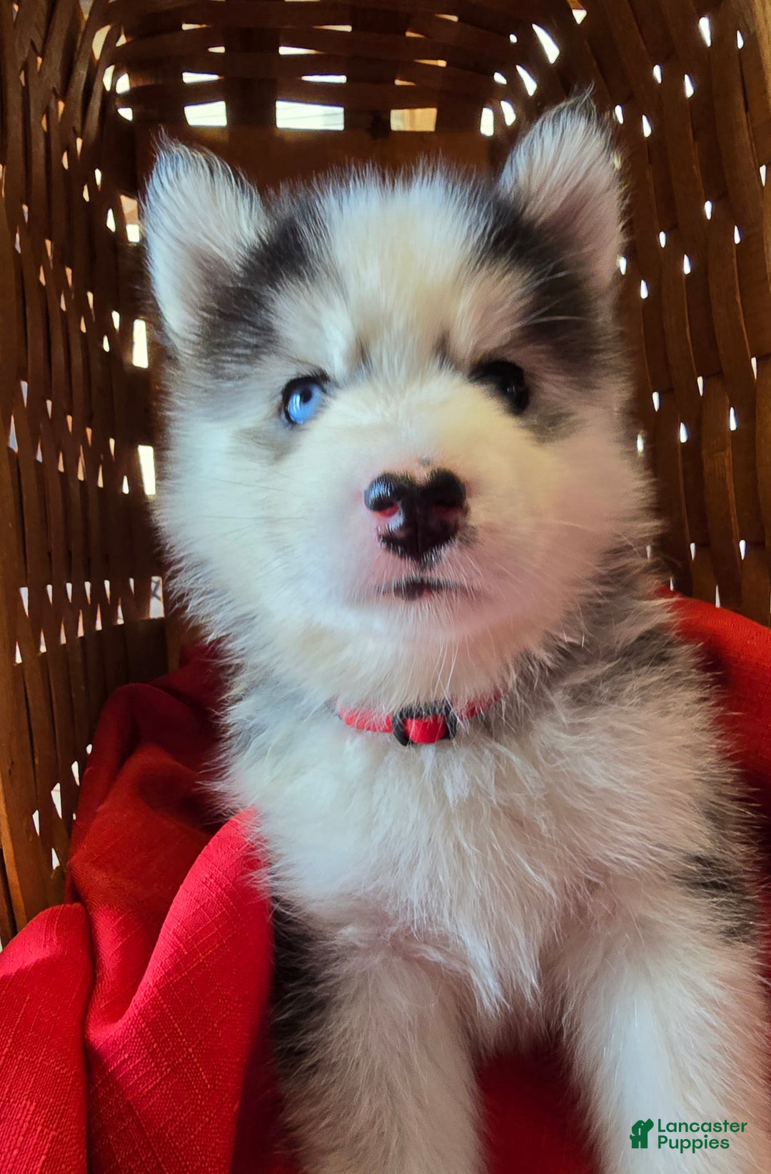 Pomsky dogs for sale: Onyx - Ad 2