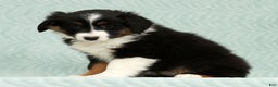 Australian Shepherd dogs for sale: Remmi - Ad 3