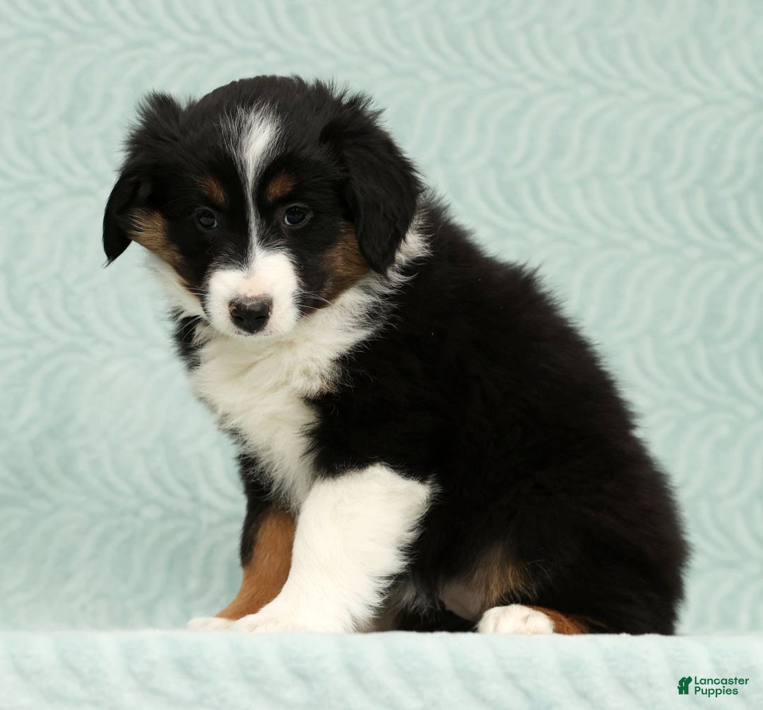 Australian Shepherd dogs for sale: Remmi - Ad 3