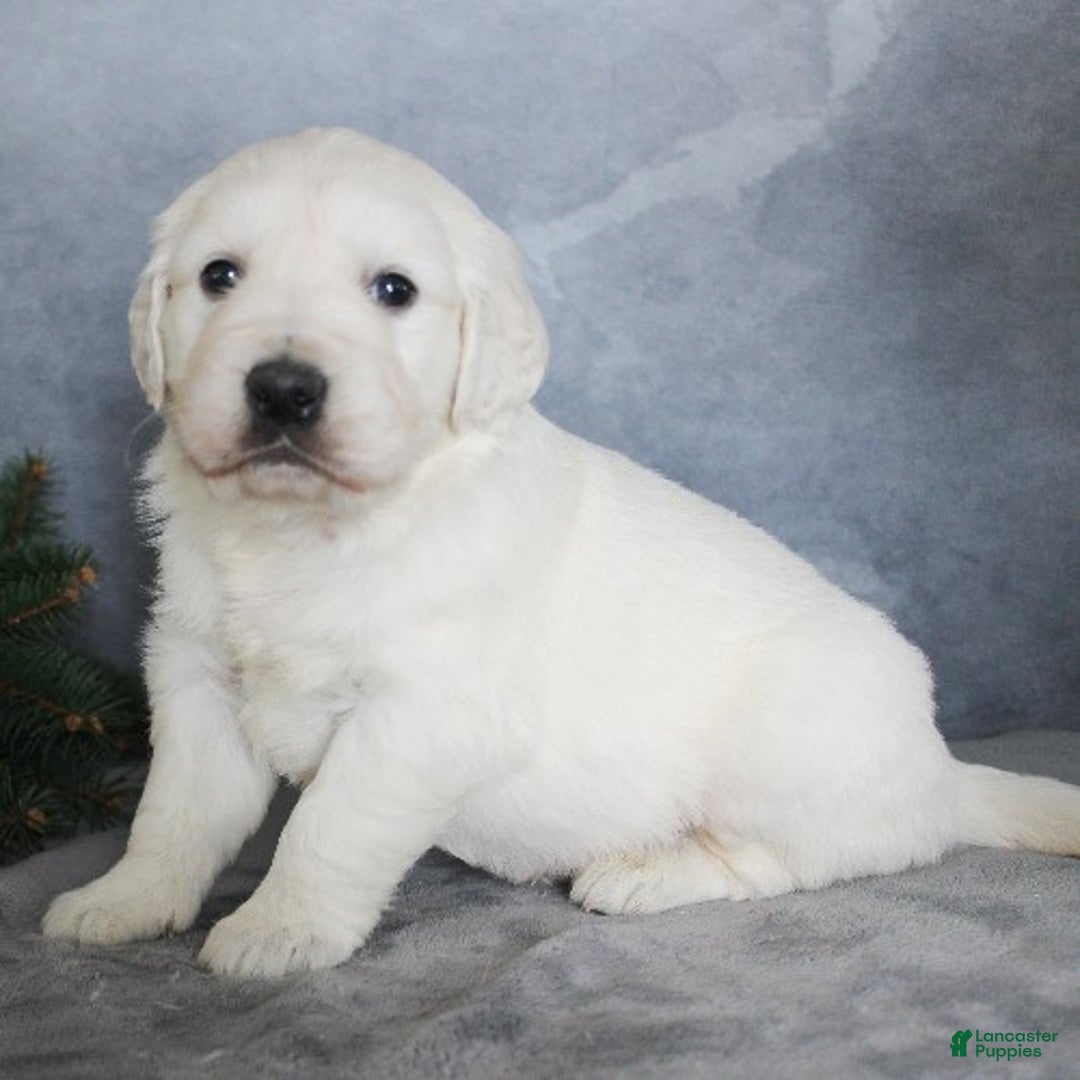 Golden Retriever dogs for sale: Aston - Ad 2