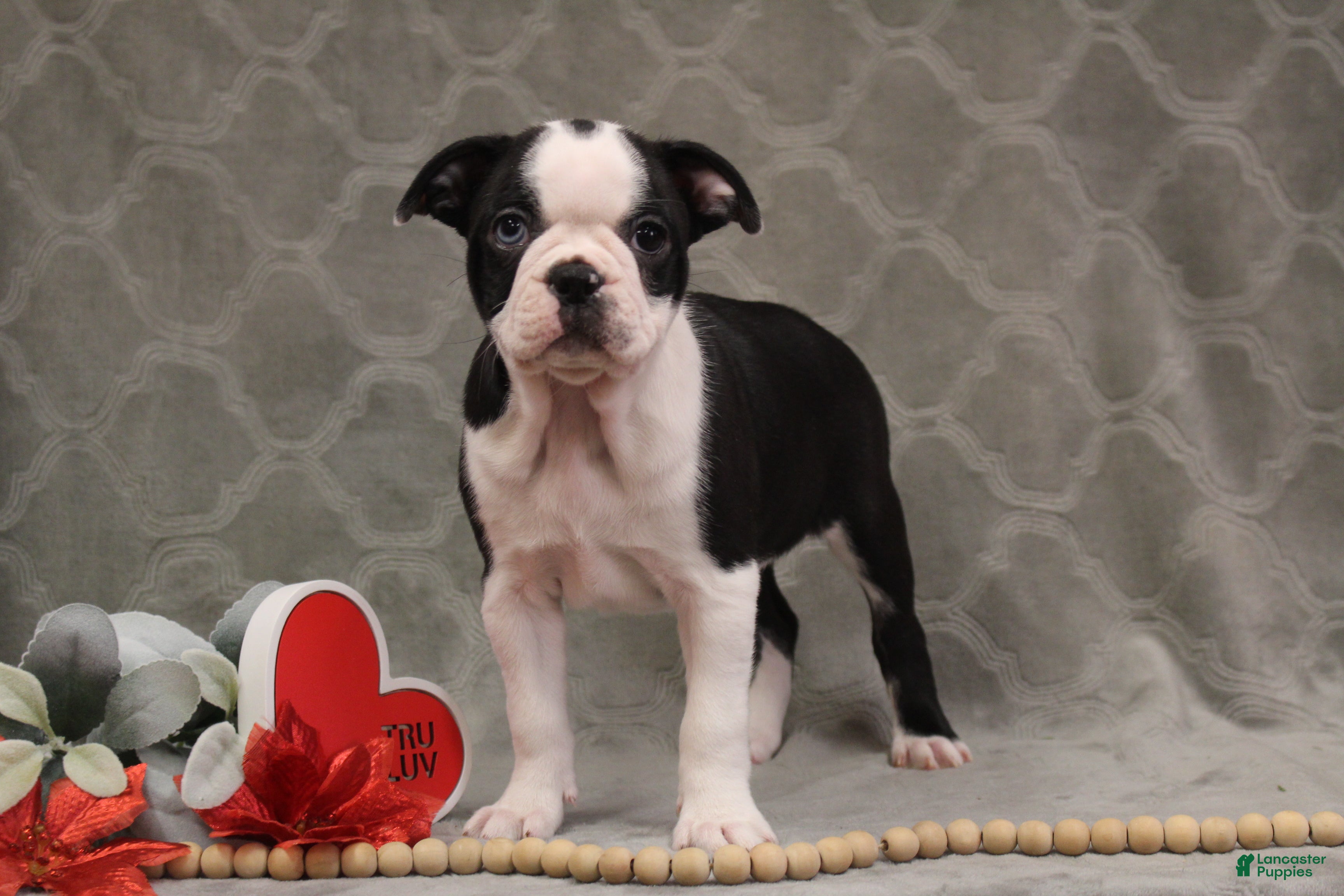 Boston Terrier dogs Bella - Ad 33