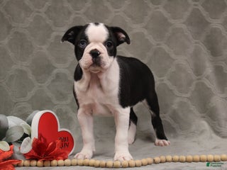 Boston Terrier dogs Bella - Ad 1
