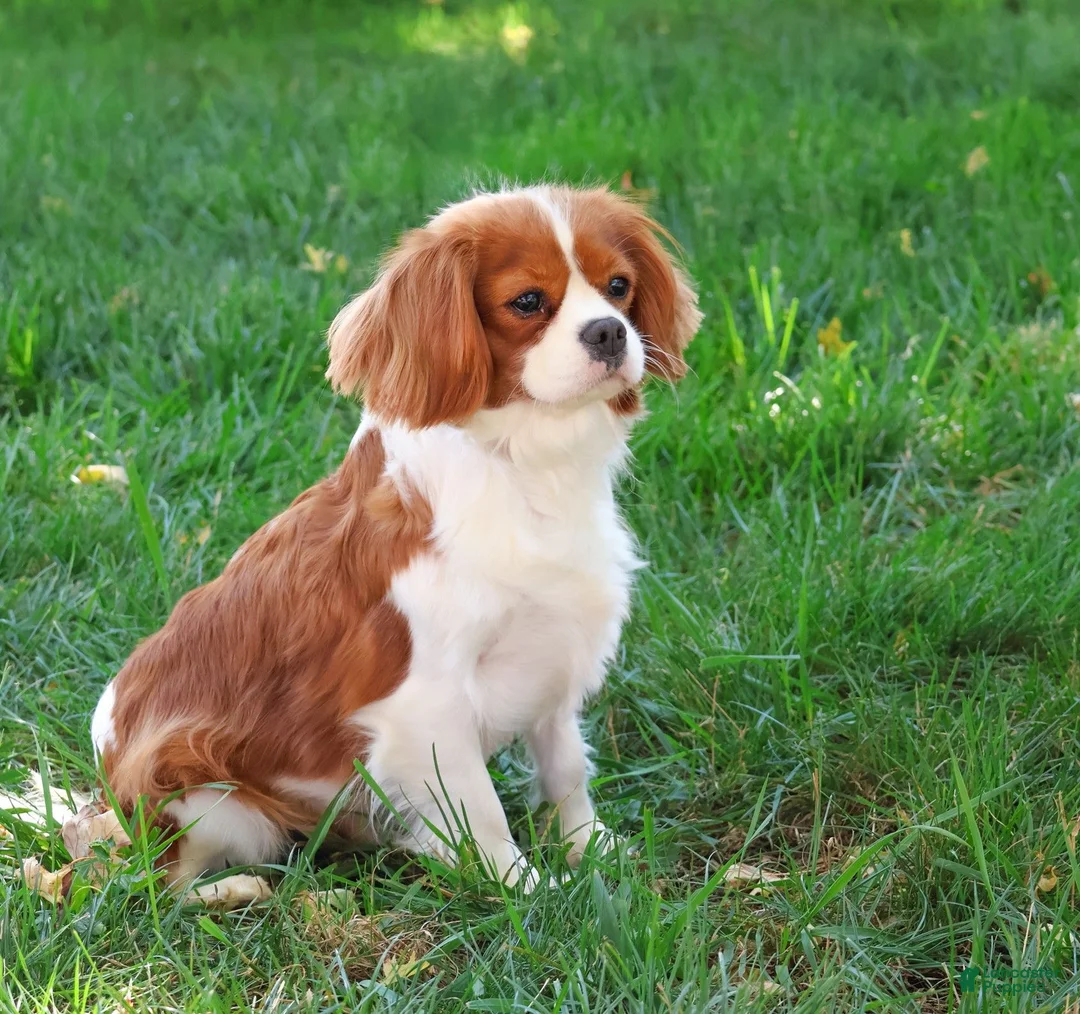 Cavapoo dogs for sale: Emerald - Ad 5
