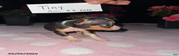 Chihuahua dogs for sale: Tiny - Ad 3