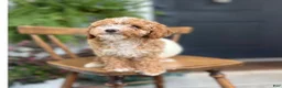 Cockapoo dogs for sale: Milo - Ad 6