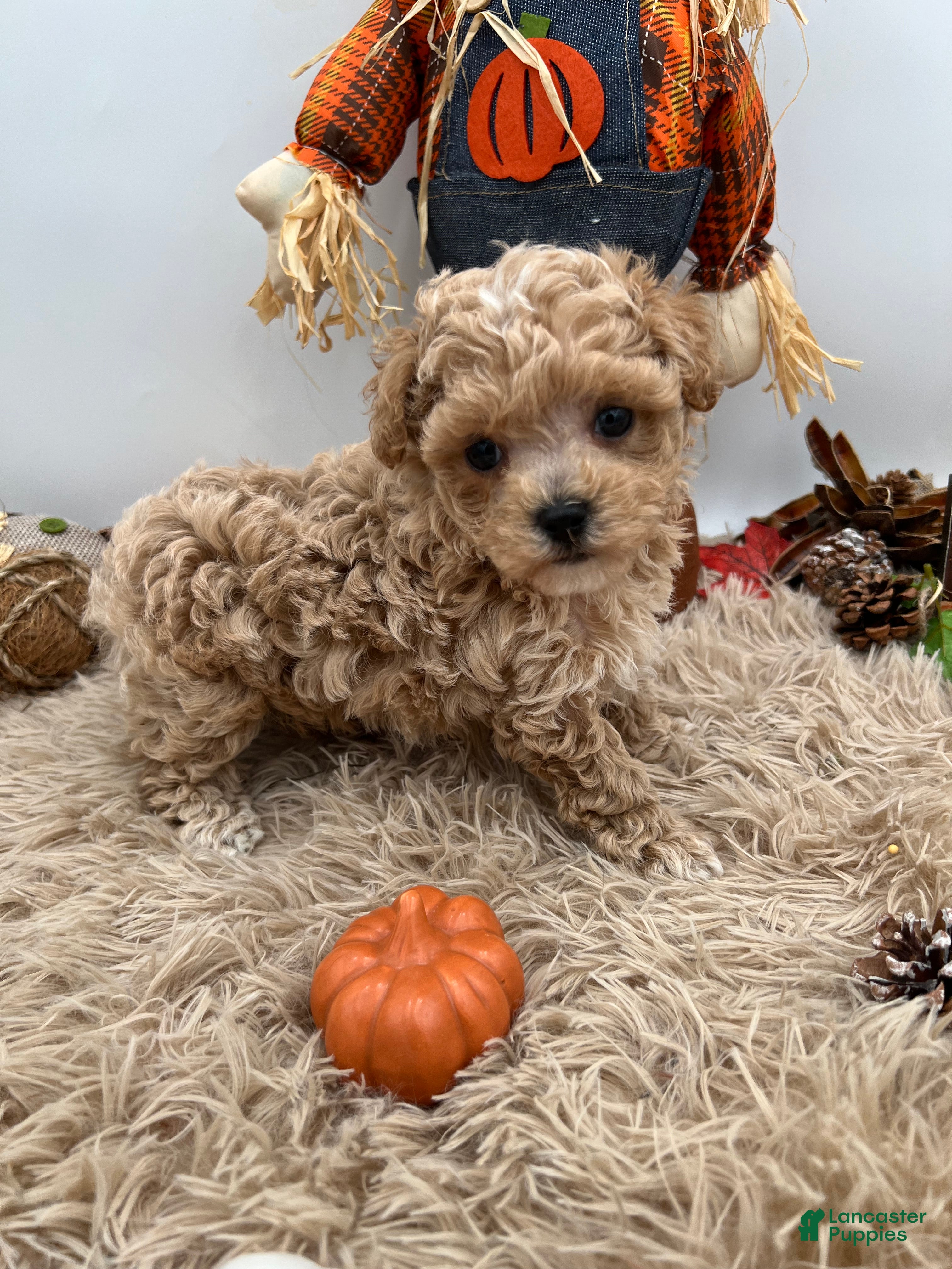 Maltipoo