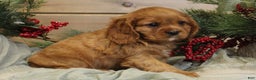 Cavalier King Charles Spaniel dogs for sale: Nicholas - Ad 2