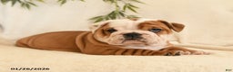 English Bulldog dogs for sale: Beatrice - Ad 3