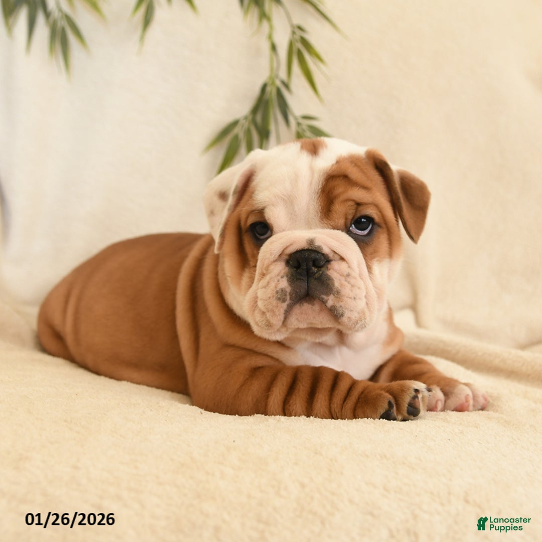 English Bulldog dogs for sale: Beatrice - Ad 3