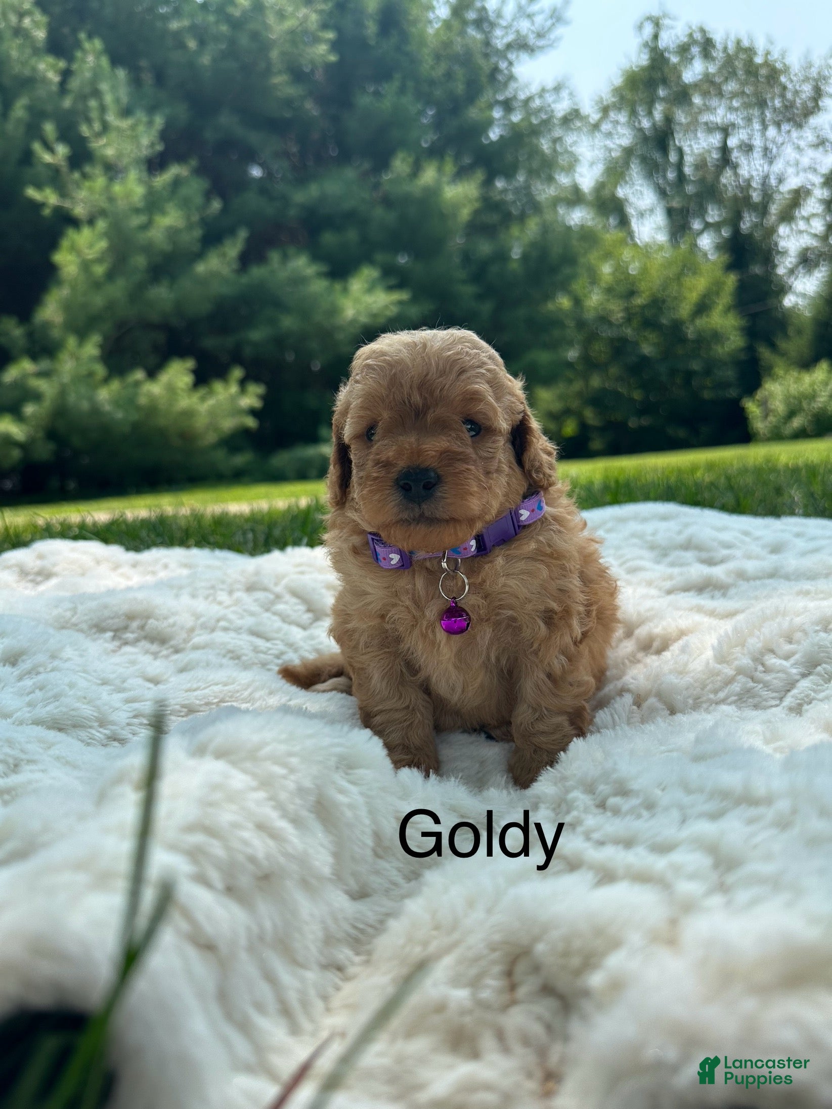 Miniature Poodle dogs for sale: Goldy - Ad 1