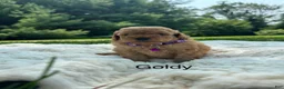 Miniature Poodle dogs for sale: Goldy - Ad 1