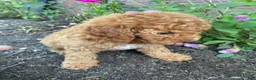 Miniature Poodle dogs for sale: Bella - Ad 6