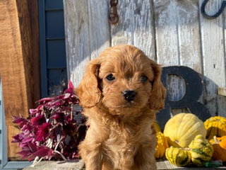 Cavapoo dogs - Ad 15