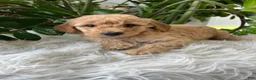 Mini Goldendoodle dogs for sale: Champ - Ad 2