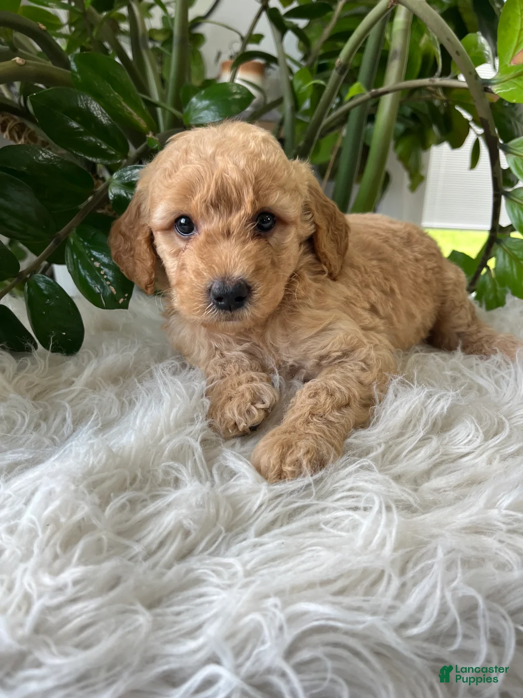 Mini Goldendoodle dogs for sale: Champ - Ad 2
