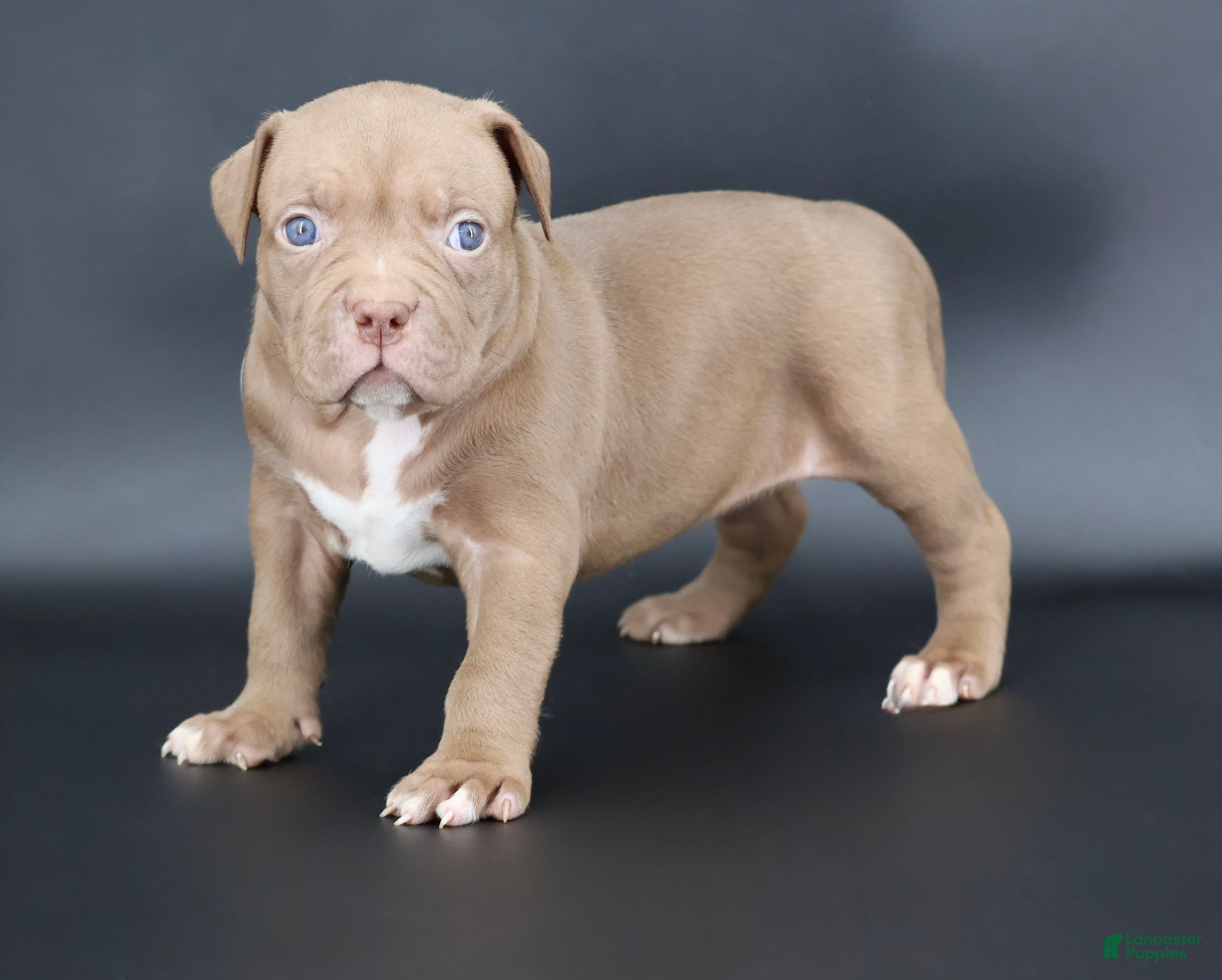 American Bully dogs Grace - Ad 4
