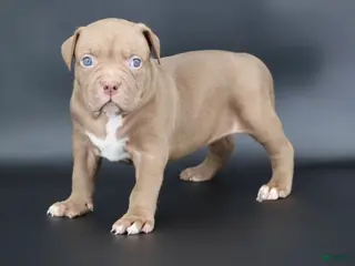 American Bully dogs Grace - Ad 4