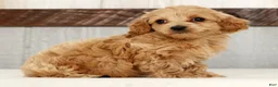 Cockapoo dogs for sale: Heidi - Ad 4