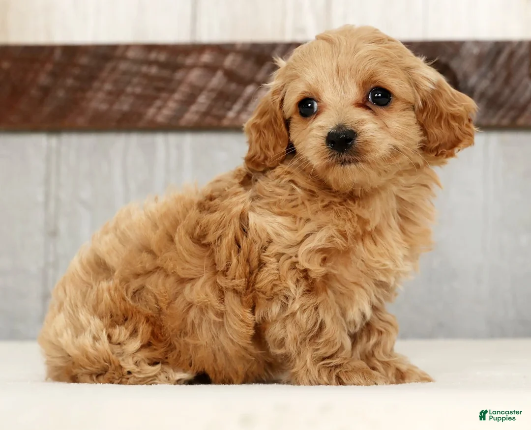 Cockapoo dogs for sale: Heidi - Ad 4