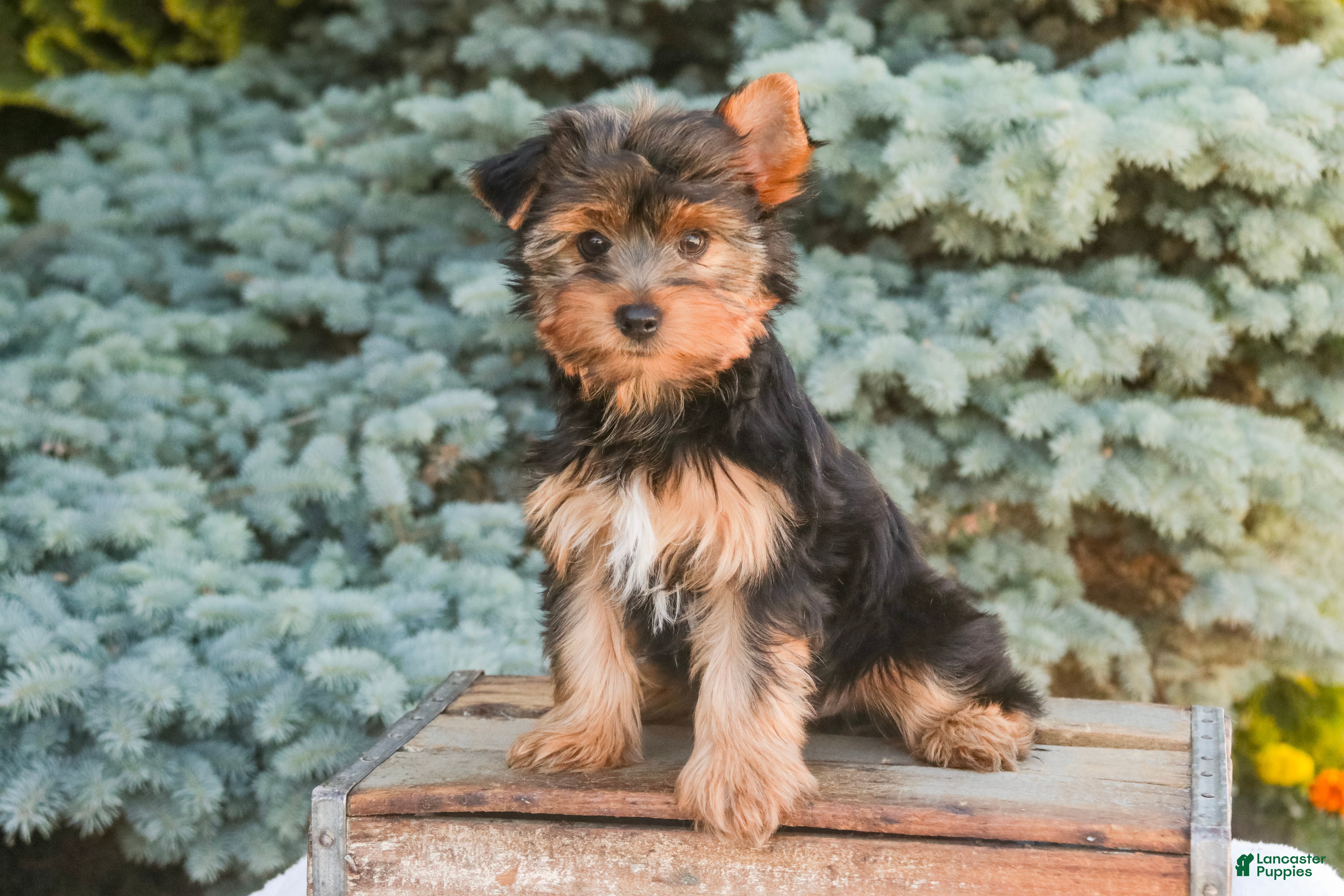 Yorkshire Terrier dogs Tahoe - Ad 2