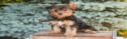 Yorkshire Terrier dogs for sale: Tahoe - Ad 2