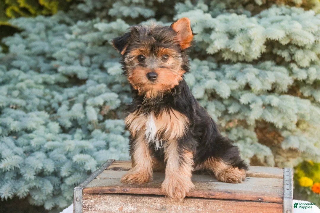 Yorkshire Terrier dogs for sale: Tahoe - Ad 2