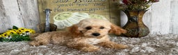 Maltipoo dogs for sale: Eldo - Ad 14