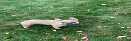 French Bulldog dogs for sale: French Bulldog 3 - Ad 7