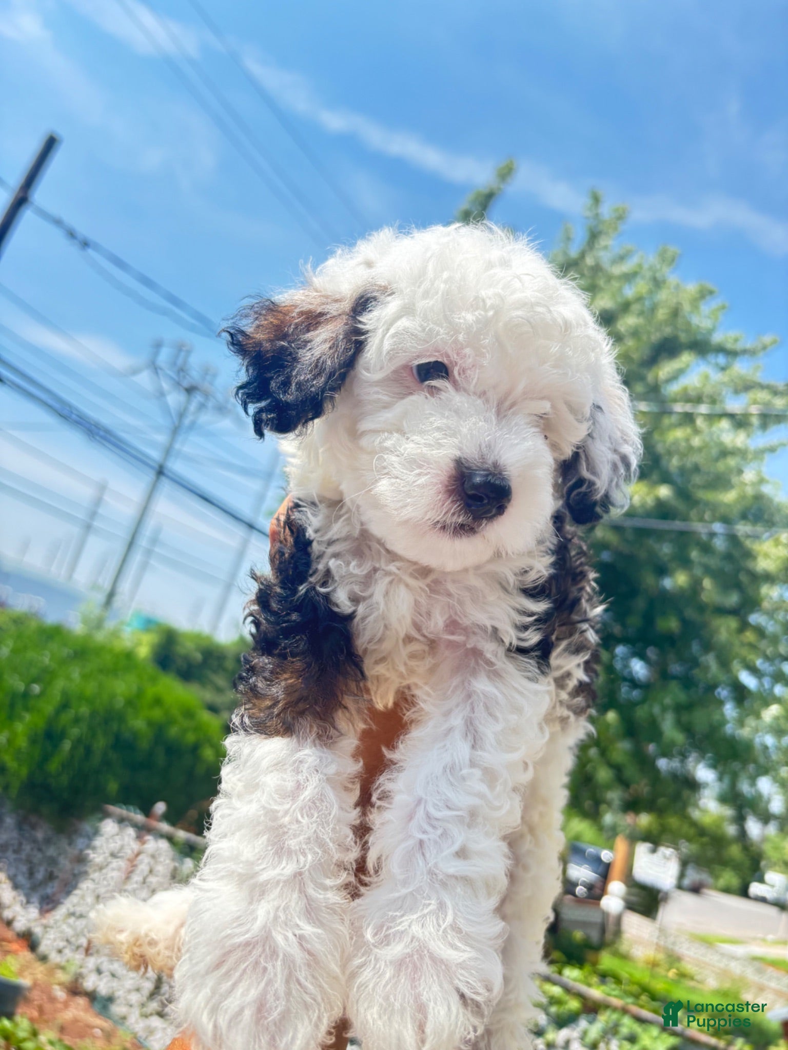 Mixed Breed dogs Snoopy - Ad 6
